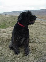 Holly - contemplating the moors